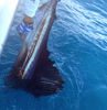 sailfish-01image.jpg