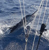 sailfish-image001.jpg