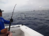 sailfish12.jpg