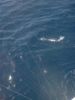 sailfish8.jpg