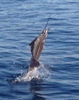 sailfish9.jpg