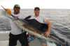 sailfish_625px_3_14_13.jpg