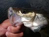 sanibel_2010_snook_lip.JPG