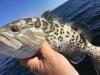 searok_offshore_fishing_charters__3_.JPG