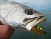 seatrout_on_jig_copy.jpg