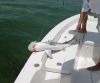 shark3.jpg
