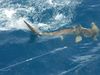 shark_james.jpg