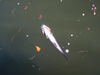 sheephead_1-2010_001.jpg