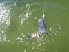 sheephead_1-2010_002.jpg