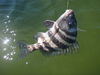 sheephead_1-2010_003.jpg