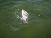 sheephead_1-2010_004.jpg