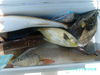 shh_thats_a_florida_pompano_just_jumpped_in_boat.jpg