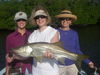 snook_november_2011.jpg