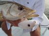snook_release_1.JPG