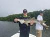 snook_take_a_kid_fishing_st_pete_tampa_bay_clearwater_fishing_company1.jpeg
