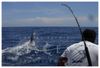 t-shirtmarlin1.jpg