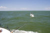 tarpon-2010-pics-2-5.jpg