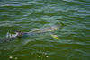 tarpon-2010-pics-24-2.jpg