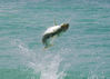 tarpon-2010-pics-7.jpg