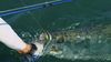 tarpon-greenmachine-773x435.jpg