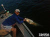 tarpon-on-fly.jpg