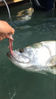 tarpon-season-is-here.jpg