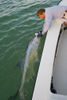 tarpon2010-pics-26.jpg