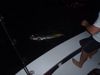 tarpon_11.JPG