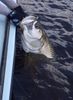 tarpon_14.jpg