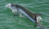 tarpon_5.jpg
