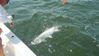 tarpon_Phil_Bryan_2.jpg