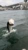 tarpon_fishing_fort_lauderdale.jpg