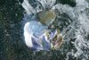 tarpon_head.jpg