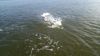tarpon_jump1.jpeg
