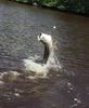 tarpon_jump3.jpg