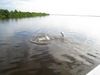 tarpon_jumps1.JPG