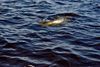 tarpon_release2.JPG