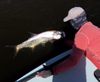 tarpon_release5.jpg