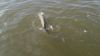 tarpon_release_5.jpeg