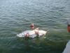 tarpongiant640x480.jpg