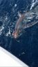 thresher_shark_mike3_reduced.jpg