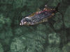 tranquil26b.jpg