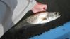 trout14.jpg