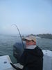 trout_036.jpg