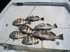 trout_038.jpg