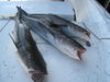 trout_054.jpg