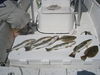 trout_091.jpg