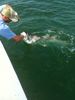trout_323.jpg