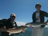 trout_430.jpg