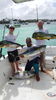 tuna-fishing-punta-cana01.JPG